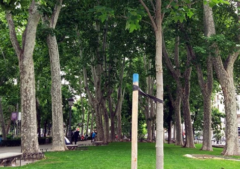 Haubanage d’arbres